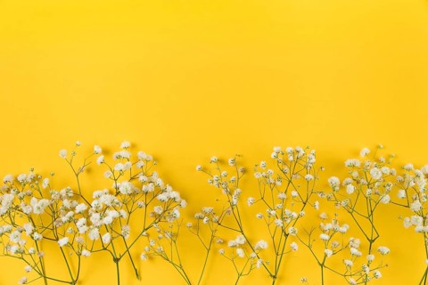 White baby breath s flower yellow background