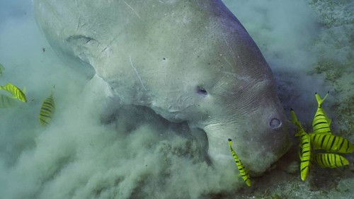Top view of Dugong or Sea Cow