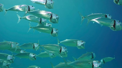 Shoal of Striped Mackerel or Indian Nackerel