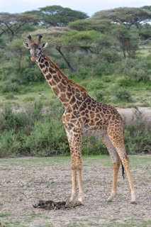 Masai giraffe