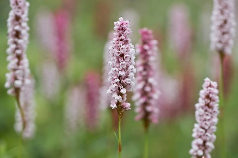 Meadow bistort