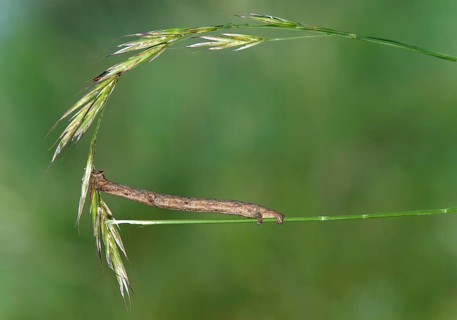 Caterpillar of the willow beauty