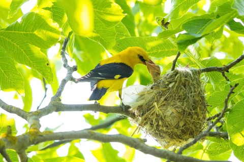 Eurasian golden oriole