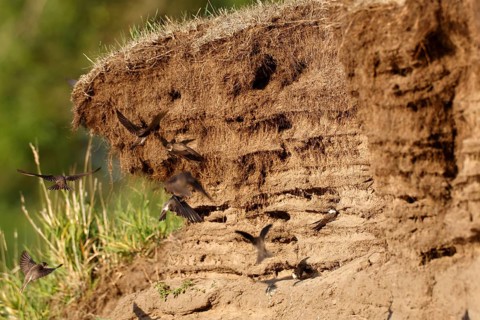 Sand martin