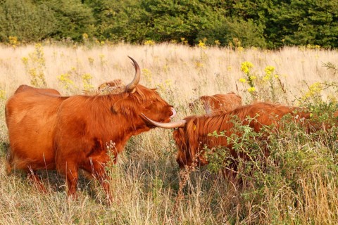 Galloway Highland cattle on pasture