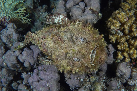 Reef stonefish