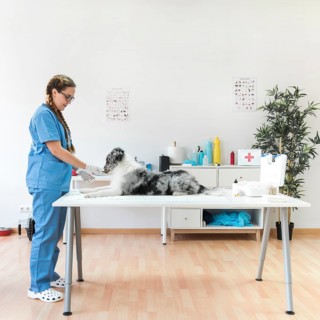 Side view smiling female veterinarian dog table clinic