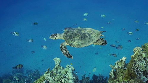 Hawksbill Sea Turtle