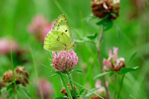 Pale clouded yellow