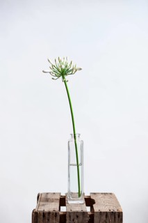 Blooming white decorative lily in vase against a white background
