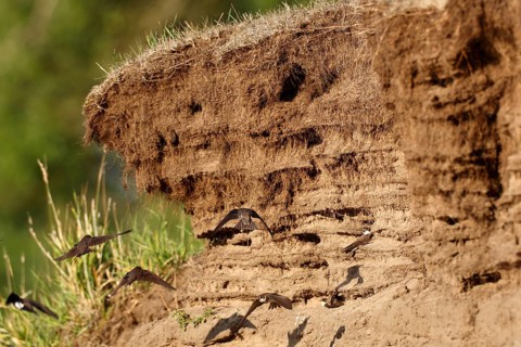 Sand martin