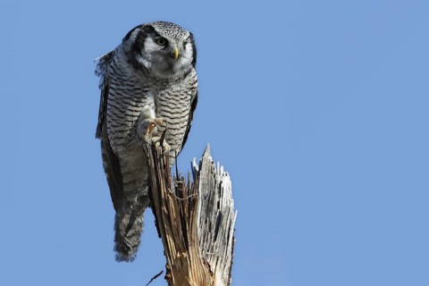Northern hawk owl