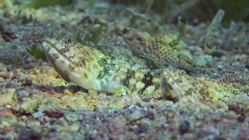Close up of pair of Slender Lizardfish or Gracile lizardfish