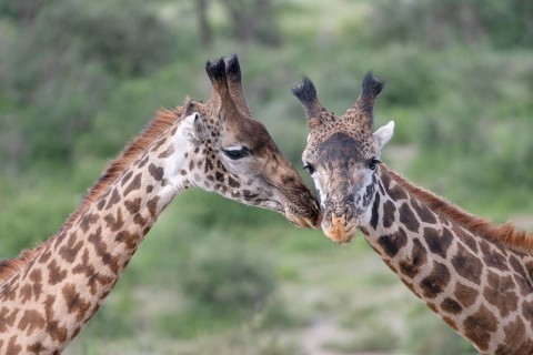 Masai giraffe