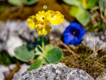 Alpine auricula