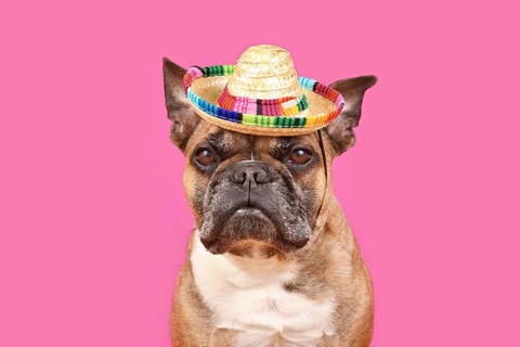 French Bulldog dog wearing sombrero sun hat on pink background with copy space