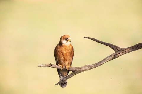 Red-footed Falcon