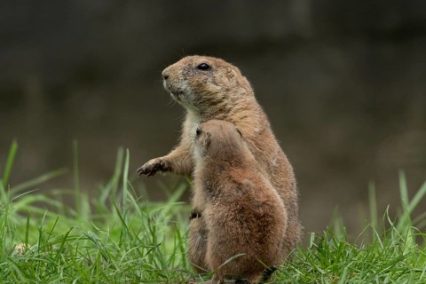 Black-tailed prairie dogs