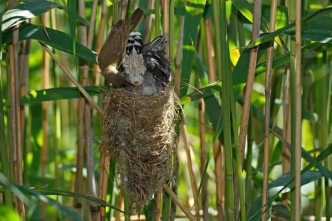 Common cuckoo