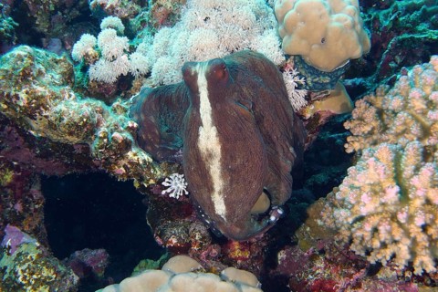 Great Blue Octopus