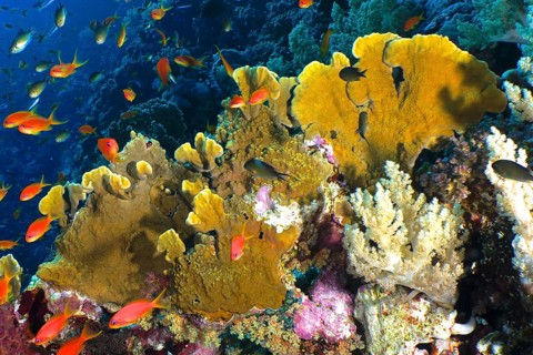 Blade firel coral