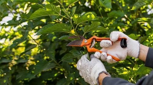 Close up gardener taking care plants
