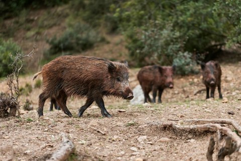 Wild boars nature