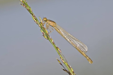Siberian winter dragonfly