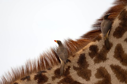 Red-billed oxpecker