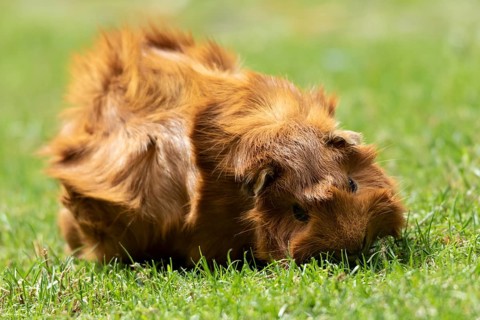 Domestic guinea pig