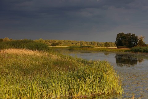 Evening mood in the floodplain forest