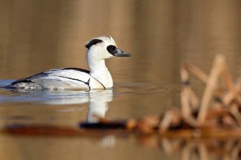Smew