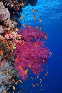 Klunzinger's Tree Coral