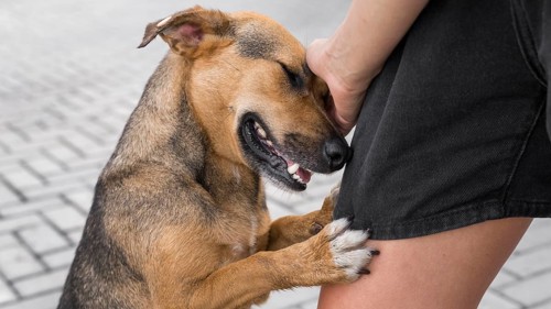 Adorable dog shelter showing affection