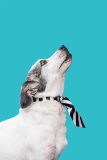 View cute dog concept