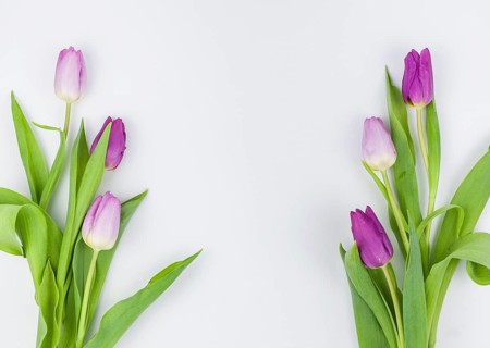 Spring tulip flowers isolated white background