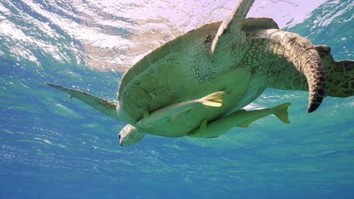 Bottom view