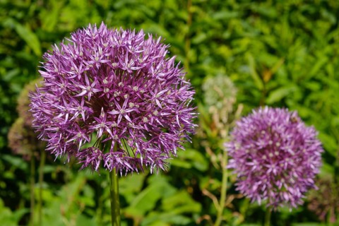 Ornamental leek