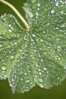 Lady's mantle