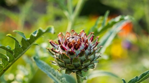 Flowering artichokes in a garden
