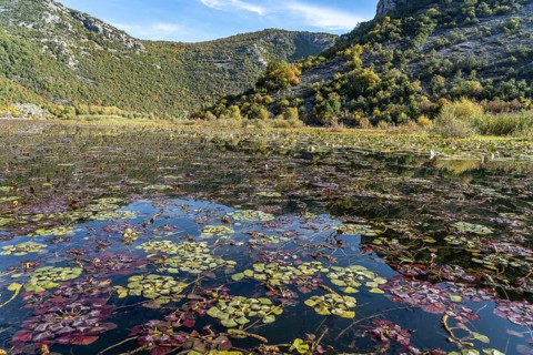 Water caltrop