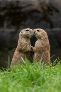 Black-tailed prairie dogs