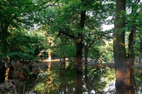 Summer floods in the alluvial forest