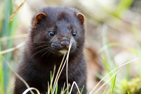 Mink