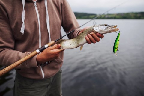 Close up man holding freshly caught fish with lure