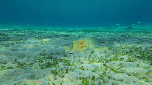 Stingray searches for food at the bottom on sunny day. Blue spotted Stingray or Bluespotted Ribbontail Ray