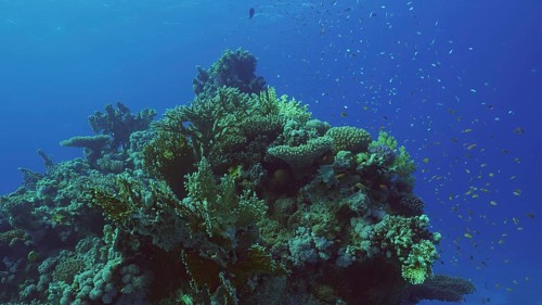Beautiful tropical coral reef in coral garden in blue deep sea colorful fish swims around reefs