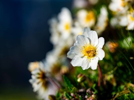 White dryad