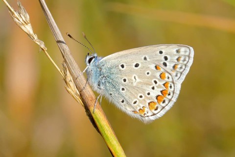 Common blue butterfly