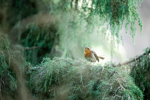 European robin